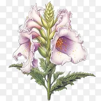毛地黄花-毛地黄花瓣白色紫色绿色