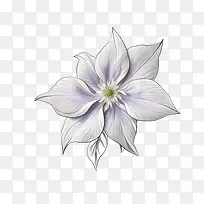 铁线莲花-藤蔓