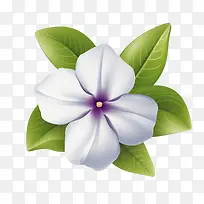 长春花-长春花花白色花瓣叶子