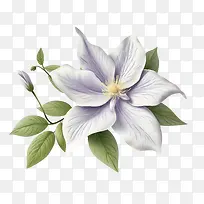 铁线莲花-紫色的花