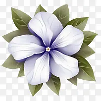长春花-长春花花瓣蓝色白色的花朵