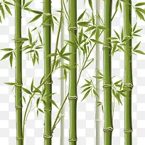 竹子-竹子竹子绿色植物天然
