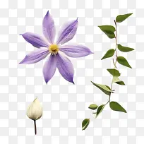 铁线莲花-紫色的花