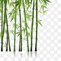 竹子-竹子竹子绿色高茎
