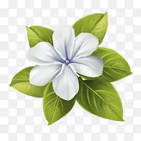 长春花-白花
