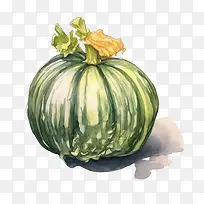 西葫芦-西葫芦南瓜蔬菜绿色水彩