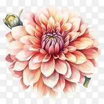 大丽花花-粉红色的花