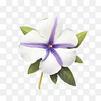长春花-白花