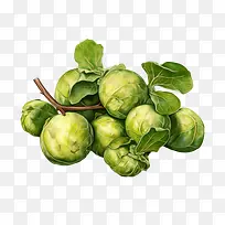 球芽甘蓝-球芽甘蓝球芽甘蓝绿色新鲜食品