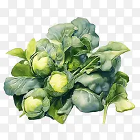 球芽甘蓝-球芽甘蓝球芽甘蓝蔬菜植物绿色