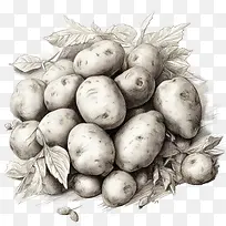 马铃薯-马铃薯土豆蔬菜花园食品