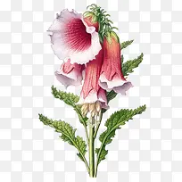 毛地黄花-花图