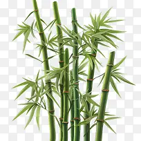 竹子-竹子竹子绿色的茎植物