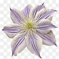铁线莲花-铁线莲花紫色花雄蕊雌蕊