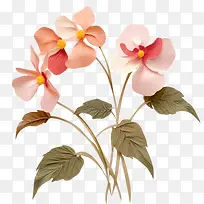 凤仙花-凤仙花粉红色的花叶花瓣