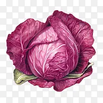 红甘蓝-红甘蓝红甘蓝新鲜农产品生蔬菜美食