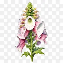 毛地黄花-毛地黄花粉红色白色花茎