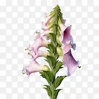 毛地黄花-毛地黄花粉红色开花雄蕊花药