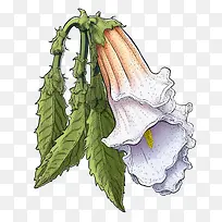 毛地黄花-毛地黄花白色花瓣叶子