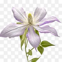 铁线莲花-铁线莲花花紫色白色雄蕊