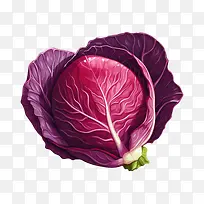 红甘蓝-红甘蓝红甘蓝新鲜蔬菜多彩食品营养丰富