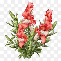 金鱼草花-插花