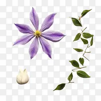 铁线莲花-铁线莲花花紫色茎叶