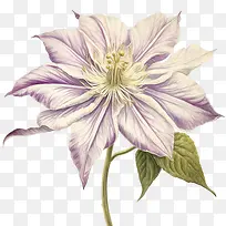 铁线莲花-铁线莲花紫色铁线莲花瓣