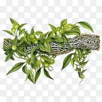 绿色长植物-藤蔓