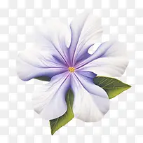 长春花-长春花花蓝色白色花瓣