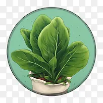 菠菜-健康食品