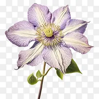 铁线莲花-紫色的花