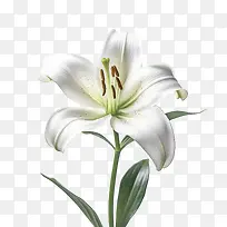 百合花-百合花