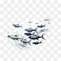 鱼-鱼鲨鱼水海洋游泳