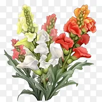 金鱼草花-金鱼草花红色白色黄色花朵