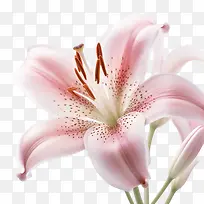 百合花-百合花