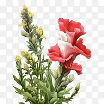 金鱼草花-金鱼草花红色和白色的花朵粉红色的花朵花茎绿叶