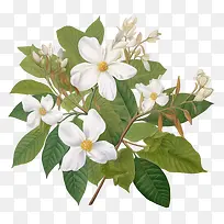 柬埔寨-柬埔寨白花枝叶绿