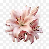 百合花-百合花