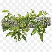 绿色长植物-草莓