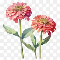 百日草花-花艺设计