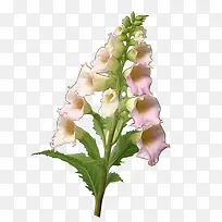 毛地黄花-毛地黄花粉红色紫色花朵花瓣