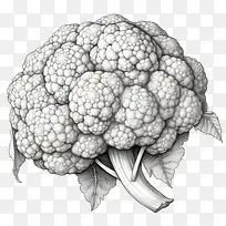 素描花椰菜-花椰菜