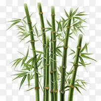 竹子-竹子竹子绿色茎高