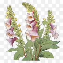 毛地黄花-毛地黄花洋地黄毛地黄药用野花