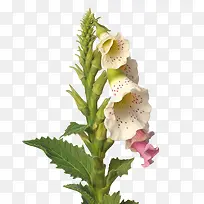 毛地黄花-毛地黄花粉红色花瓣茎
