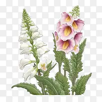 毛地黄花-毛地黄花从绿色茎中生长出来,粉红色的花朵,白色的花瓣,黄色的花瓣