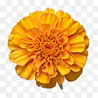 万寿菊花-万寿菊花