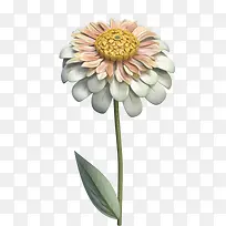 百日草花-百日草花