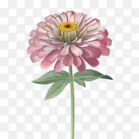 百日草花-粉红色的花